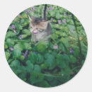 Suche nach violette katze aufkleber Katzen