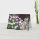 Suche nach rosa gänseblümchen karten Pflanzen