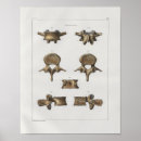 Recherche de vertébré posters Anatomie