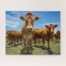 Recherche de farm puzzles Cattle
