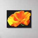Suche nach mohnblumen leinwandbilder Orange