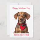 Recherche de weiner dog cartes postales Mignon