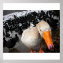 Suche nach duck poster Lake
