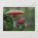 Suche nach magischer pilz postkarten Pilze