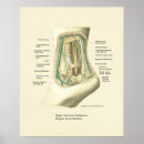 Recherche de foot posters Feet