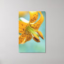 Recherche de toile de lis Plante