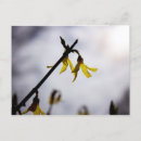Suche nach forsythia postkarten Gelb
