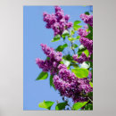 Recherche de floraisons posters Coloré