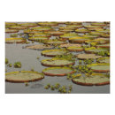Recherche de pantanal posters Aquatique