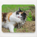 Suche nach ernährung mousepads Katze