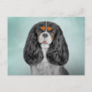 Suche nach cavalier king postkarten Hund