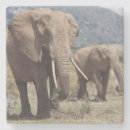 Recherche de veau dessous de verres Éléphant d'afrique