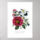 Recherche de camellia posters Tableau