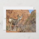 Recherche de mule cartes postales Animal