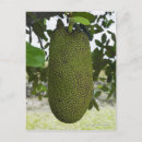 Suche nach tropische frucht postkarten Natur