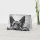 Suche nach hundeverlust karten Heimtierverlust