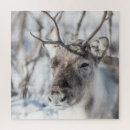 Recherche de renne puzzles Neige