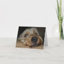 Suche nach schwarzer hund karten Labrador retriever