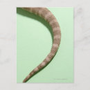 Recherche de dragon barbu cartes postales Animaux