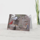 Recherche de piverts cartes postales Birder