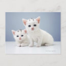Recherche de chaton blanc cartes postales Animal
