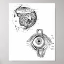 Recherche de anatomique posters Squelette