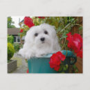 Recherche de chien neige cartes postales Terrier