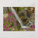 Suche nach cathy postkarten Blume