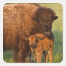 Suche nach amerikanischer bison aufkleber Wild lebende tiere
