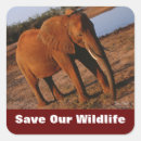Recherche de conserve de faune photographie Éléphant