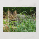 Suche nach katzenbilder postkarten Katzenliebhaber