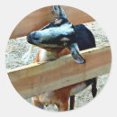 Recherche de chèvres autocollants De chèvre