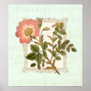 Suche nach vintage rosa rosen poster Floral