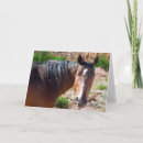 Recherche de cheval quart Animal