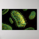 Recherche de microbiologie posters Détail