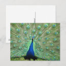 Suche nach pfau schwanz postkarten Vogel