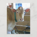 Recherche de vaches cartes postales Élevage