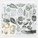 Suche nach zoologie aufkleber Lithograph