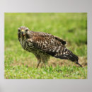 Recherche de faucille posters Oiseau