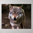 Suche nach grauer wolf poster Heulen