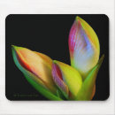 Recherche de amaryllis électronique Nature