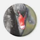 Recherche de cygnes magnets Cygne noir