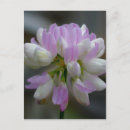 Suche nach das makro postkarten Rosa