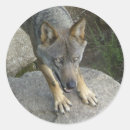 Suche nach wilder wolf aufkleber Foto
