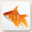 Suche nach goldfisch untersetzer Schwimmen