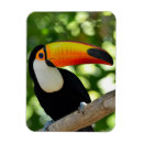 Suche nach toucan magnete Brasilien