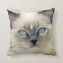 Recherche de ragdoll coussins Chat à poupée