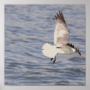 Recherche de volants posters Oiseaux
