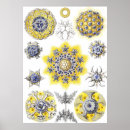 Recherche de aquatique posters Haeckel