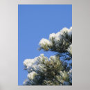 Suche nach kiefernnadeln poster Kalt